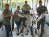 (08/09/2016) - Nice Striped Bass